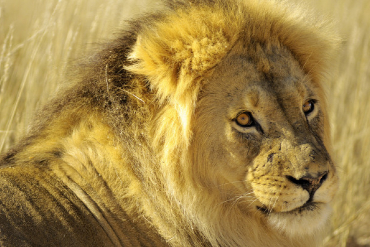 750 ezren kapnak kódolatlan csatornát