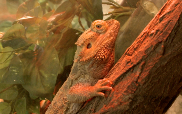 Izgalmas állatkerti móka