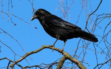 Eltávolították a lakók kérésére a varjúfészkeket