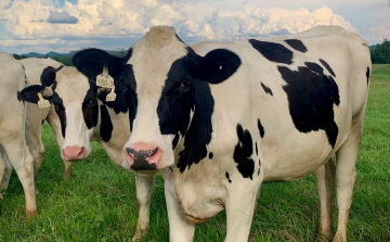 Komplex támogatási program segíti a ragadós száj- és körömfájás sújtotta állattartó telepeket