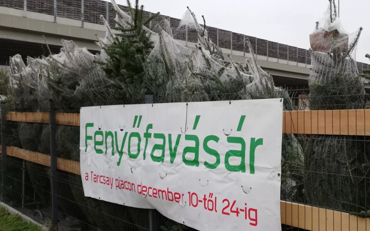 Szombaton indul a fenyőfa árusítás a piactereken