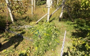 Elfogták a kábítószer-termesztőt - képekkel, videóval