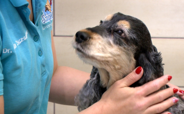 Elkezdődött a toklász-szezon