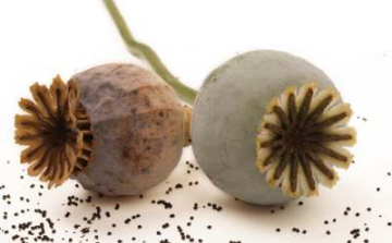 Ötvenmilliós heroinfogás Röszkén