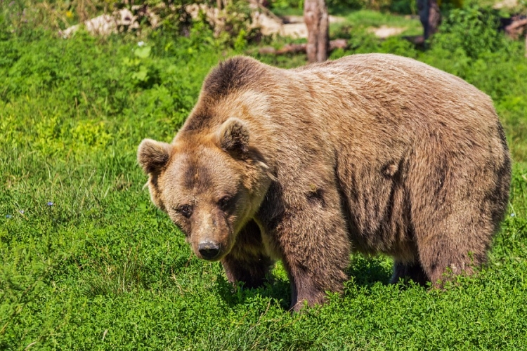 Medve támadt egy magyar vadászra Székelyföldön