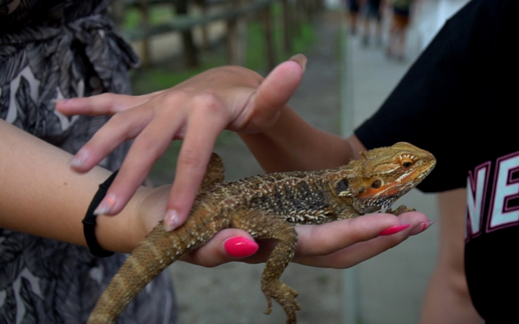 Állatkertek éjszakája Győrben