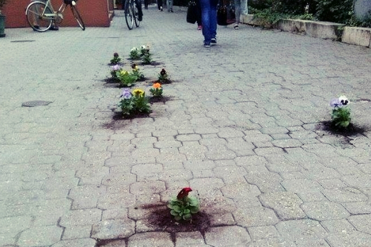 Frissen ültetett árvácskák a belvárosi járdán