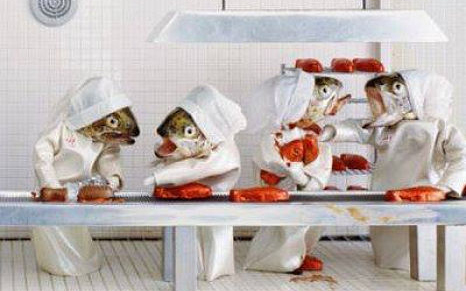 Döglött halakat öltöztet fel - szerinte ez a művészet