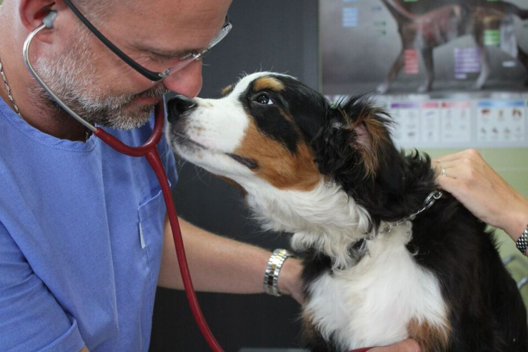 Terjed az étel- és környezeti allergia a kutyáknál