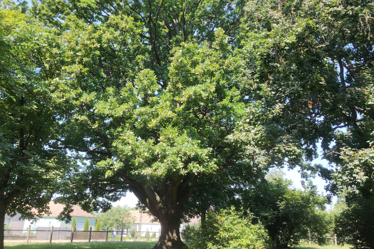 Az Év Fája lehet a csikvándi kocsányos tölgy