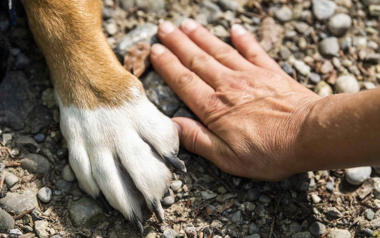 A házi kedvenceken is segíthet a Gondosóra program