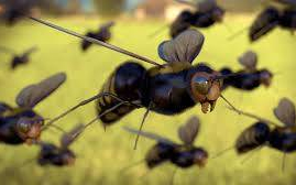 Rovarszámlálás zajlik Németországban