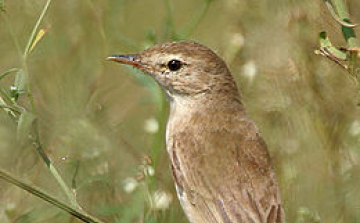 Új madárfaj, kis geze bukkant fel Magyarországon