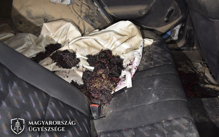 Több, mint egy tonna bodzát akart ellopni egy koroncói ültetvényről