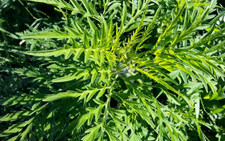 Brutális bírság lehet a vége, ha valaki megfeledkezik a parlagfű irtásáról