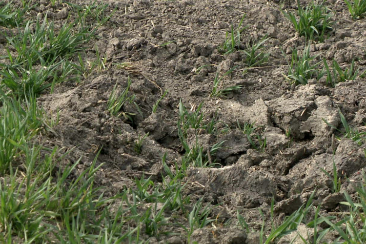 Két hónapnyi csapadék hiányzik a földeken