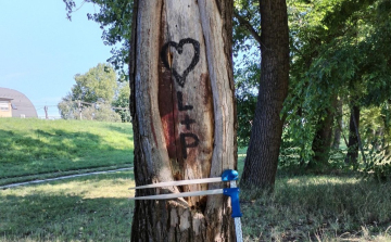 Felújítják a Mosoni-Duna Széchenyi híd alatti partszakaszának faállományát