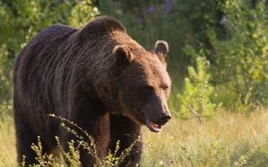 Medve támadt egy 10 éves kisfiúra
