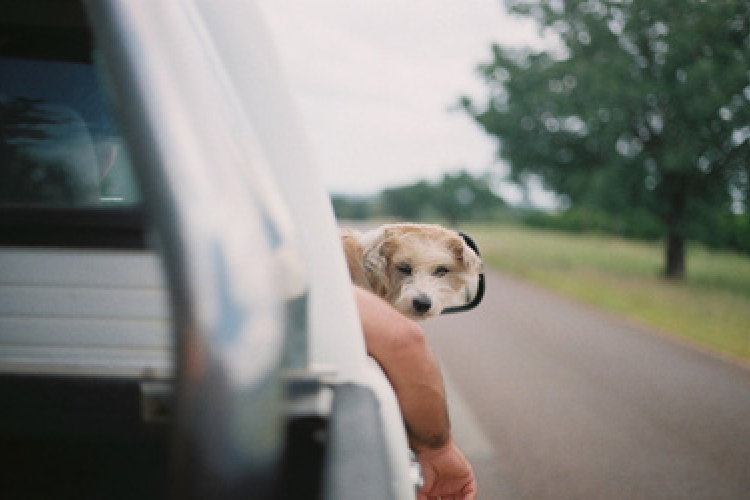 Házi kedvence miatt karambolozott 