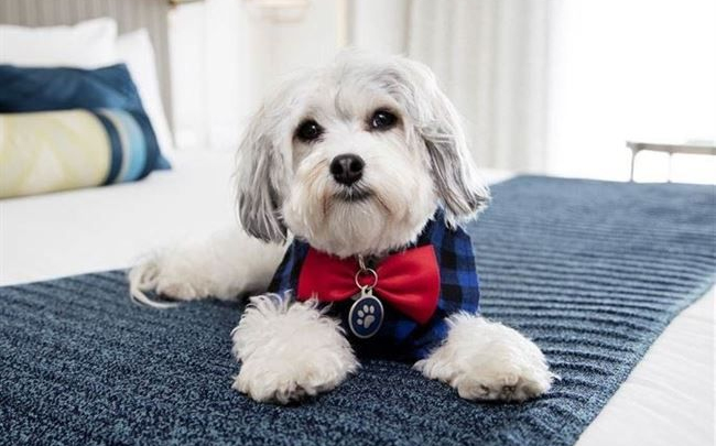 Szálloda,ahol a kutya is alkalmazott