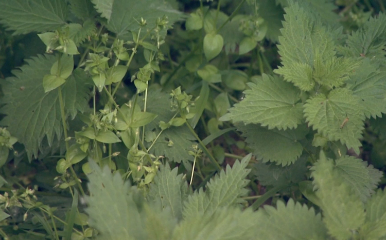 Oltással is védekezhetünk a kullancsfertőzés ellen