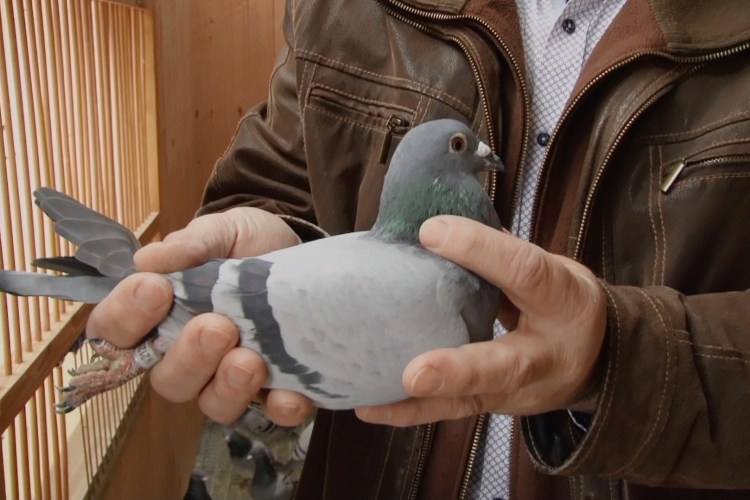 Olimpiai aranyérmes galambász mesél a postagalambsportról