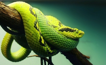 Kígyók és a kígyó éve Kínában