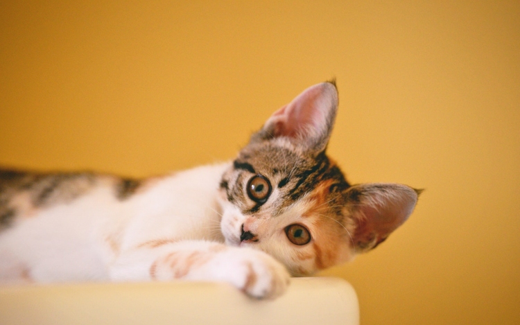 Minden, amit a cica fülproblémáiról tudnunk kell