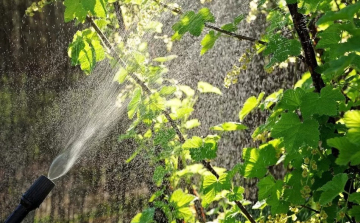 Idén is megóvják a kártevőktől a győri fákat