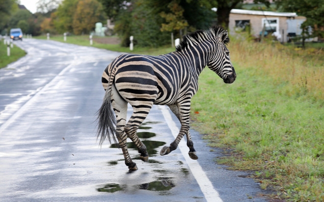 Lelőttek egy elszökött cirkuszi zebrát Németországban