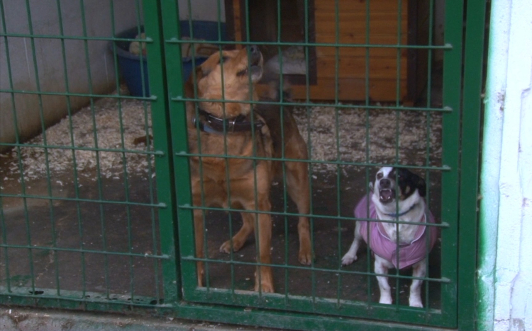 Továbbra sem fogadnak új állatot a győri menhelyen
