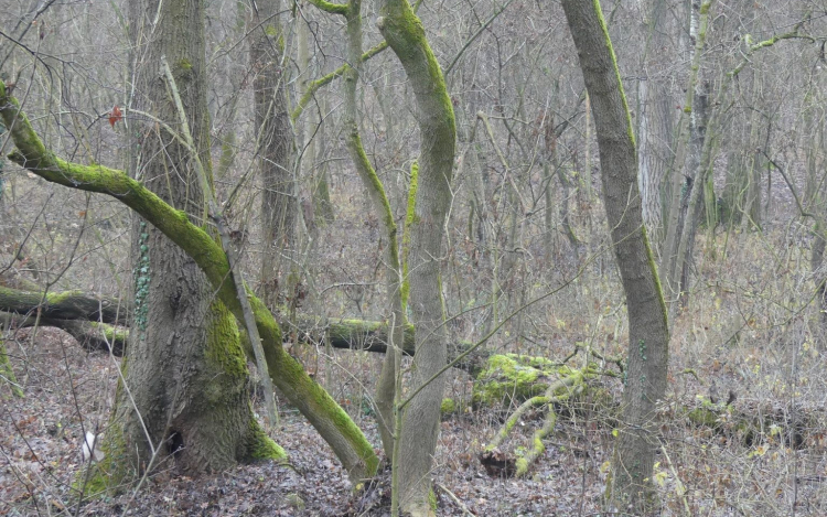 Fákat vágnak ki a Püspökerdőben