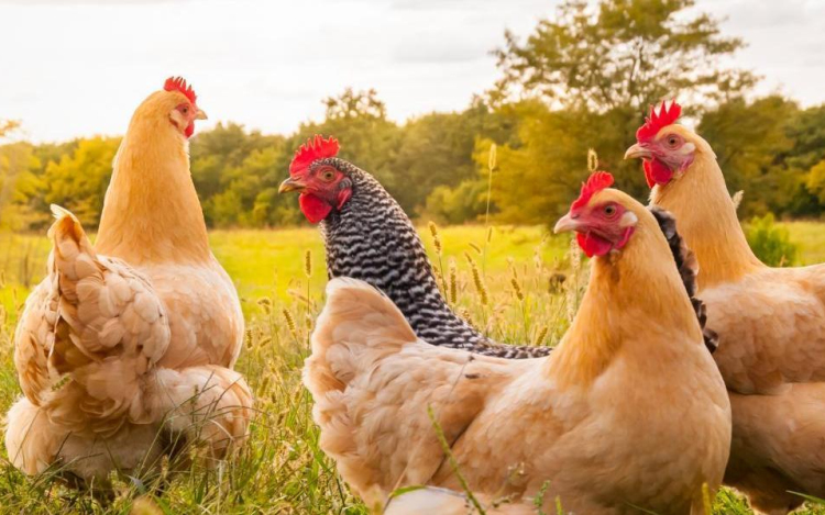 Romlott a baromfipiac