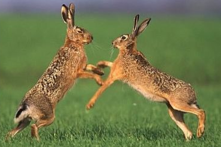 Verekedtek a nyulak Nagyatádnál