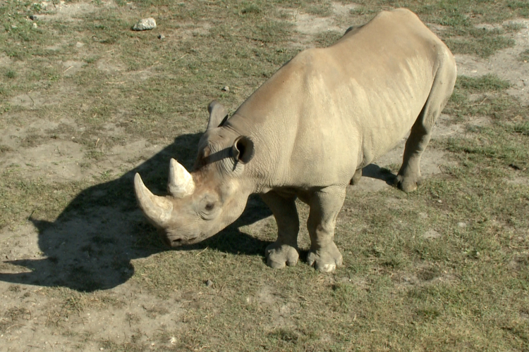 Ma van az orrszarvúak világnapja