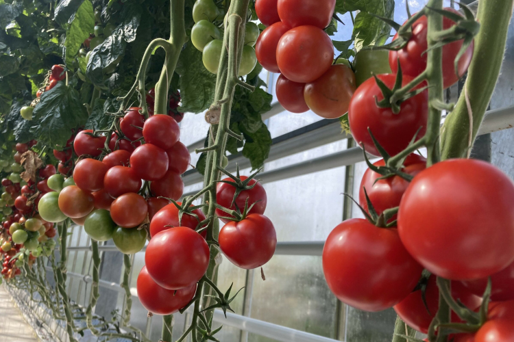 Mitől vidám a Vidám Paradicsom?