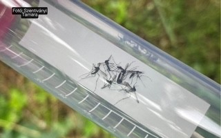 Kutatás: a szúnyoggyérítés a beporzó rovarokat is jelentősen érinti