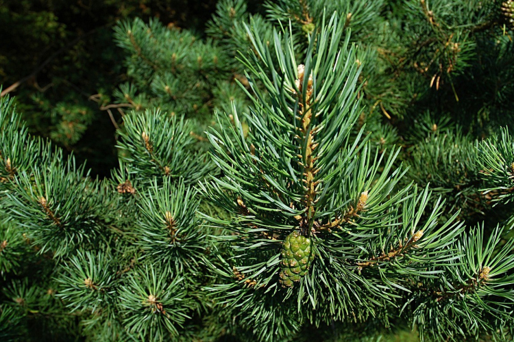 Elkezdődött a fenyőárusítás a győri piactereken