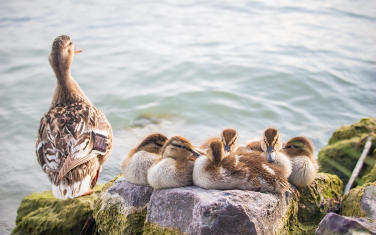 Ismét zártan kell tartani a baromfikat madárinfluenza-veszély miatt