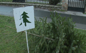 Több, mint 100 helyen gyűjtik a fenyőket Győrben
