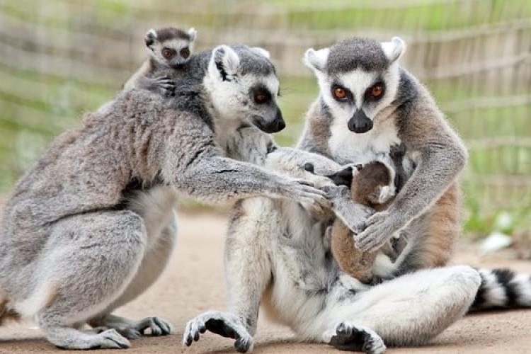 Kattakölykök születtek a győri állatkertben