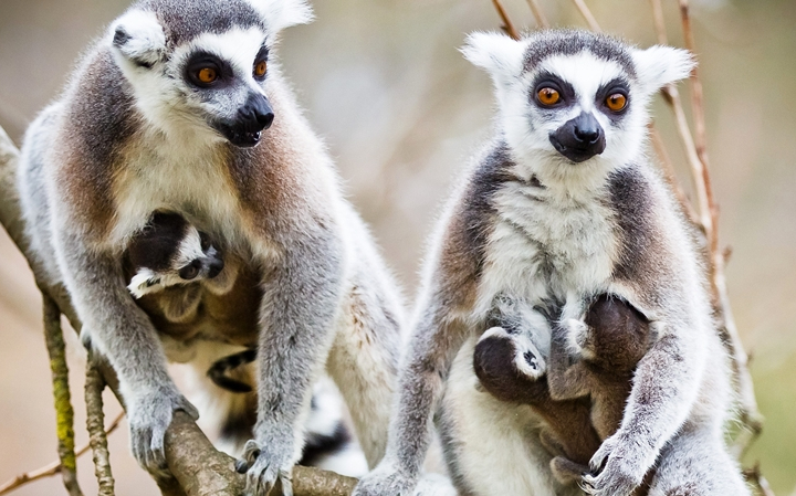 Állatorvosi klinikával is fejlesztették a veszprémi állatkertet