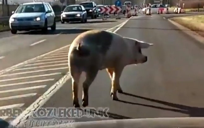 Disznó sétált szemben a forgalommal Győrben 