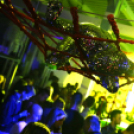 Club Mundo -  All for Ladies 2013.06.01 (szombat) (2) (Fotók:Vertigo)