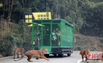 Egy állatkert, ahol a látogatókat zárják ketrecbe!