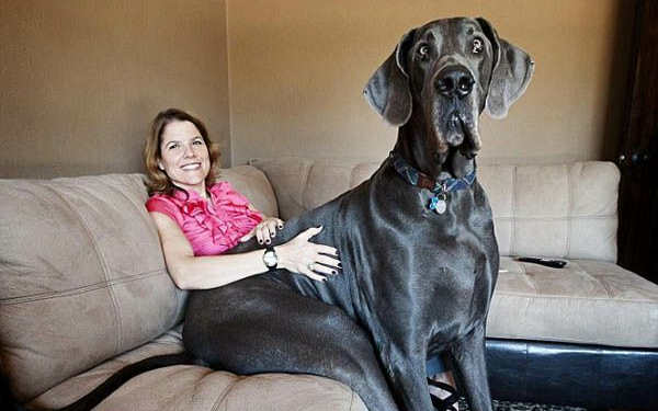 Elpusztult a világ legnagyobb kutyája