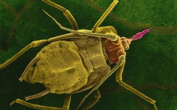Vírusfertőzött rovarok áraszthatják el a földeket