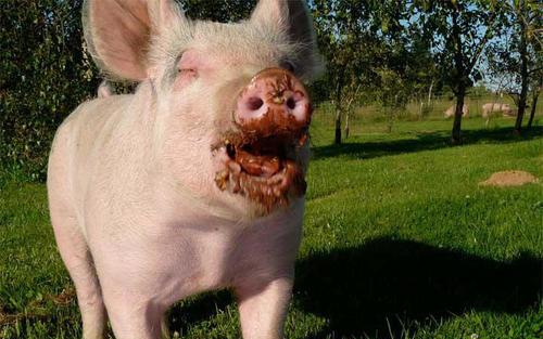 Mit eszünk meg? Disznóhúst találtak a csokiban