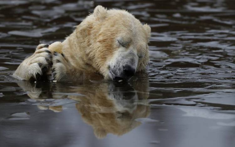 31 fok van az északi sarkkörnél 