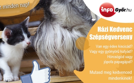 Íme a Házi kedvenc szépségverseny nyertesei